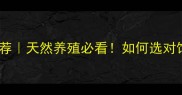 神农保育王猪饲料推荐天然养殖必看如何选对饲料提升猪场效益
