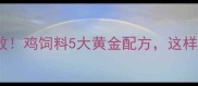 山东养殖户亲测有效鸡饲料5大黄金配方这样喂鸡多产蛋少生病