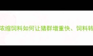 养殖户必看桑普猪浓缩饲料如何让猪群增重快饲料转化率翻倍养殖全程