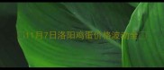 11月7日洛阳鸡蛋价格波动全