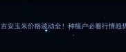 吉安玉米价格波动全种植户必看行情趋势