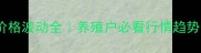 最新肉鸡苗价格波动全养殖户必看行情趋势与避坑指南