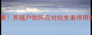 国家全面禁用饲料金霉素养殖户如何应对抗生素停用新规附替代方案指南