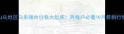 山东地区白条猪肉价格大起底养殖户必看10月最新行情