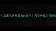 最新数据玉米农药残留真的多吗科学种植如何降低风险