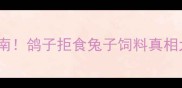 震惊鸽子养殖避坑指南鸽子拒食兔子饲料真相大附正确饲料配方