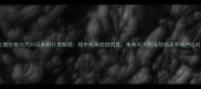 全国生猪价格10月23日最新行情解读稳中有降趋势明显未来30天市场预测及养殖户应对策略