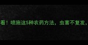 香榧采摘后必看喷施这5种农药方法虫害不复发产量翻倍